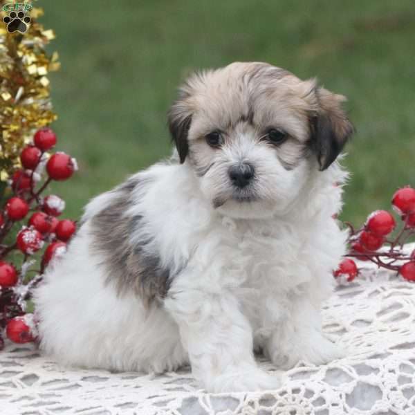 Molly, Havachon Puppy